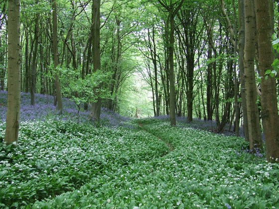 Dorset County Museum
